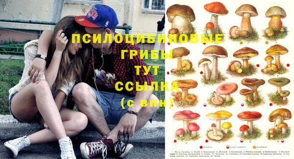 PSILOCYBIN Богородск